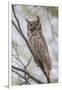 USA, Wyoming,  Great Horned Owl perches on a cottonwood tree.-Elizabeth Boehm-Framed Photographic Print
