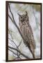 USA, Wyoming,  Great Horned Owl perches on a cottonwood tree.-Elizabeth Boehm-Framed Photographic Print