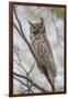 USA, Wyoming,  Great Horned Owl perches on a cottonwood tree.-Elizabeth Boehm-Framed Photographic Print