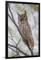 USA, Wyoming,  Great Horned Owl perches on a cottonwood tree.-Elizabeth Boehm-Framed Photographic Print