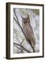 USA, Wyoming,  Great Horned Owl perches on a cottonwood tree.-Elizabeth Boehm-Framed Photographic Print