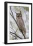 USA, Wyoming,  Great Horned Owl perches on a cottonwood tree.-Elizabeth Boehm-Framed Photographic Print