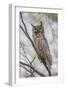 USA, Wyoming,  Great Horned Owl perches on a cottonwood tree.-Elizabeth Boehm-Framed Photographic Print