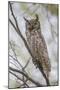 USA, Wyoming,  Great Horned Owl perches on a cottonwood tree.-Elizabeth Boehm-Mounted Photographic Print