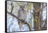 USA, Wyoming,  Great Horned Owl perches on a cottonwood tree.-Elizabeth Boehm-Framed Stretched Canvas