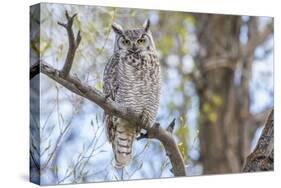 USA, Wyoming,  Great Horned Owl perches on a cottonwood tree.-Elizabeth Boehm-Stretched Canvas