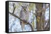 USA, Wyoming,  Great Horned Owl perches on a cottonwood tree.-Elizabeth Boehm-Framed Stretched Canvas