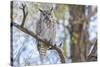 USA, Wyoming,  Great Horned Owl perches on a cottonwood tree.-Elizabeth Boehm-Stretched Canvas
