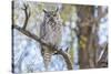USA, Wyoming,  Great Horned Owl perches on a cottonwood tree.-Elizabeth Boehm-Stretched Canvas