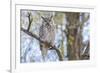 USA, Wyoming,  Great Horned Owl perches on a cottonwood tree.-Elizabeth Boehm-Framed Photographic Print