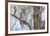 USA, Wyoming,  Great Horned Owl perches on a cottonwood tree.-Elizabeth Boehm-Framed Photographic Print