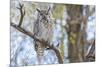 USA, Wyoming,  Great Horned Owl perches on a cottonwood tree.-Elizabeth Boehm-Mounted Photographic Print