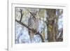 USA, Wyoming,  Great Horned Owl perches on a cottonwood tree.-Elizabeth Boehm-Framed Photographic Print