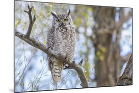 USA, Wyoming,  Great Horned Owl perches on a cottonwood tree.-Elizabeth Boehm-Mounted Photographic Print