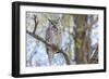 USA, Wyoming,  Great Horned Owl perches on a cottonwood tree.-Elizabeth Boehm-Framed Photographic Print