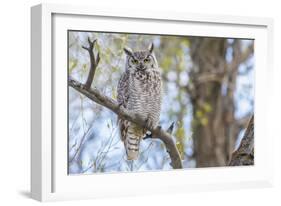 USA, Wyoming,  Great Horned Owl perches on a cottonwood tree.-Elizabeth Boehm-Framed Photographic Print