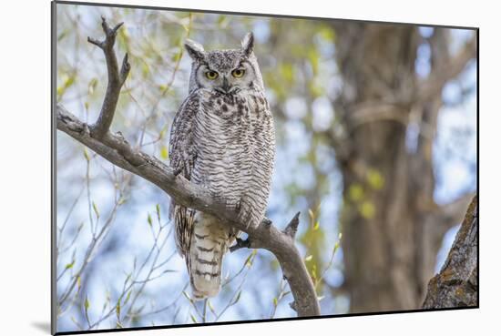 USA, Wyoming,  Great Horned Owl perches on a cottonwood tree.-Elizabeth Boehm-Mounted Photographic Print