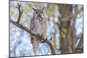 USA, Wyoming,  Great Horned Owl perches on a cottonwood tree.-Elizabeth Boehm-Mounted Photographic Print