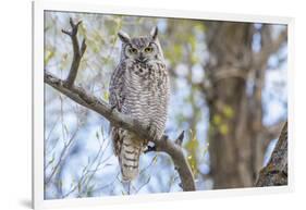 USA, Wyoming,  Great Horned Owl perches on a cottonwood tree.-Elizabeth Boehm-Framed Photographic Print