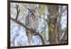 USA, Wyoming,  Great Horned Owl perches on a cottonwood tree.-Elizabeth Boehm-Framed Photographic Print