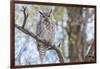 USA, Wyoming,  Great Horned Owl perches on a cottonwood tree.-Elizabeth Boehm-Framed Photographic Print