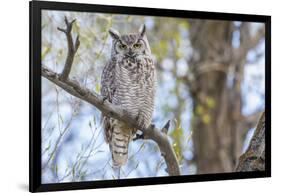 USA, Wyoming,  Great Horned Owl perches on a cottonwood tree.-Elizabeth Boehm-Framed Photographic Print