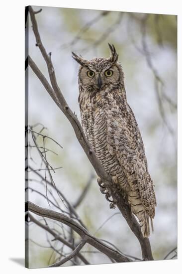 USA, Wyoming,  Great Horned Owl perches on a cottonwood tree.-Elizabeth Boehm-Stretched Canvas