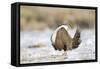 USA, Wyoming, Greater Sage Grouse Strutting on Lek in Snow-Elizabeth Boehm-Framed Stretched Canvas