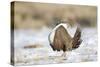 USA, Wyoming, Greater Sage Grouse Strutting on Lek in Snow-Elizabeth Boehm-Stretched Canvas