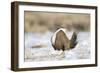 USA, Wyoming, Greater Sage Grouse Strutting on Lek in Snow-Elizabeth Boehm-Framed Photographic Print