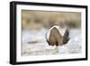 USA, Wyoming, Greater Sage Grouse Strutting on Lek in Snow-Elizabeth Boehm-Framed Photographic Print