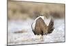 USA, Wyoming, Greater Sage Grouse Strutting on Lek in Snow-Elizabeth Boehm-Mounted Photographic Print