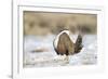 USA, Wyoming, Greater Sage Grouse Strutting on Lek in Snow-Elizabeth Boehm-Framed Photographic Print