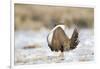 USA, Wyoming, Greater Sage Grouse Strutting on Lek in Snow-Elizabeth Boehm-Framed Photographic Print