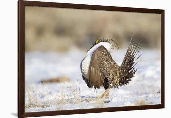 USA, Wyoming, Greater Sage Grouse Strutting on Lek in Snow-Elizabeth Boehm-Framed Photographic Print