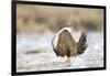 USA, Wyoming, Greater Sage Grouse Strutting on Lek in Snow-Elizabeth Boehm-Framed Photographic Print