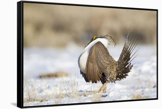 USA, Wyoming, Greater Sage Grouse Strutting on Lek in Snow-Elizabeth Boehm-Framed Stretched Canvas