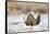 USA, Wyoming, Greater Sage Grouse Strutting on Lek in Snow-Elizabeth Boehm-Framed Stretched Canvas