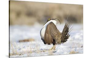 USA, Wyoming, Greater Sage Grouse Strutting on Lek in Snow-Elizabeth Boehm-Stretched Canvas