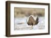 USA, Wyoming, Greater Sage Grouse Strutting on Lek in Snow-Elizabeth Boehm-Framed Photographic Print