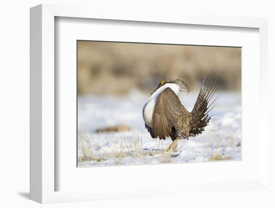 USA, Wyoming, Greater Sage Grouse Strutting on Lek in Snow-Elizabeth Boehm-Framed Photographic Print