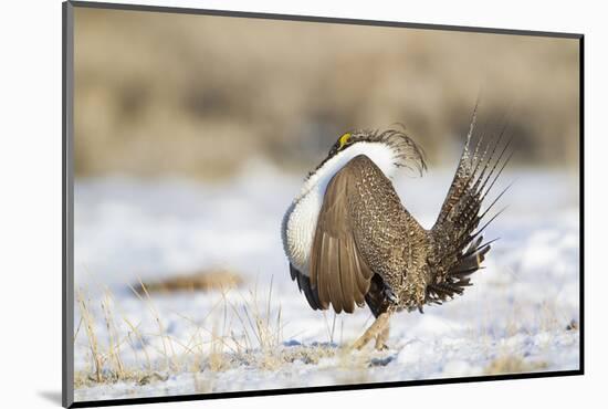 USA, Wyoming, Greater Sage Grouse Strutting on Lek in Snow-Elizabeth Boehm-Mounted Photographic Print