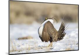 USA, Wyoming, Greater Sage Grouse Strutting on Lek in Snow-Elizabeth Boehm-Mounted Photographic Print