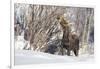 USA, Wyoming, Half Moon Lake, Moose-Elizabeth Boehm-Framed Photographic Print