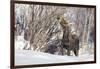 USA, Wyoming, Half Moon Lake, Moose-Elizabeth Boehm-Framed Photographic Print