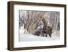 USA, Wyoming, Half Moon Lake, Moose-Elizabeth Boehm-Framed Photographic Print