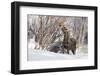 USA, Wyoming, Half Moon Lake, Moose-Elizabeth Boehm-Framed Photographic Print