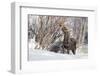 USA, Wyoming, Half Moon Lake, Moose-Elizabeth Boehm-Framed Photographic Print