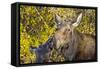 USA, Wyoming, Headshot of Cow and Calf Moose Nuzzling Each Other-Elizabeth Boehm-Framed Stretched Canvas