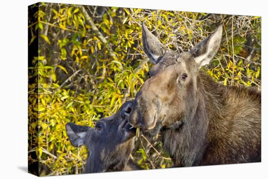 USA, Wyoming, Headshot of Cow and Calf Moose Nuzzling Each Other-Elizabeth Boehm-Stretched Canvas